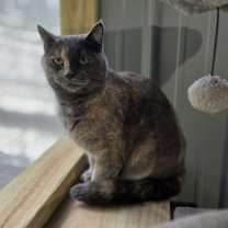 Thumbnail photo of Kitty Hawk #3