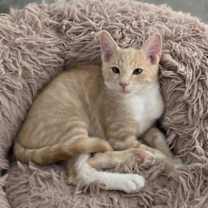 Thumbnail photo of Calvin #2