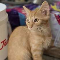 Thumbnail photo of Cornelius #2