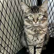 Thumbnail photo of Gracee #2