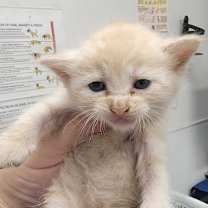 Thumbnail photo of Lani #3