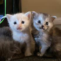 Thumbnail photo of Lani #4