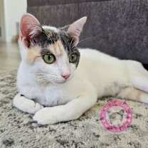 Thumbnail photo of Iris #3