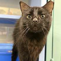 Thumbnail photo of Prada #1