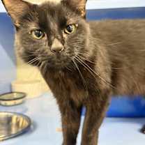 Thumbnail photo of Prada #2