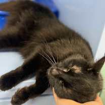 Thumbnail photo of Prada #3