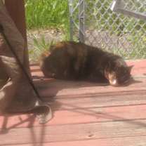 Thumbnail photo of Bonny #3