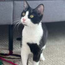 Thumbnail photo of Dino #4