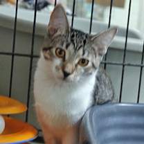 Thumbnail photo of Trixie #3