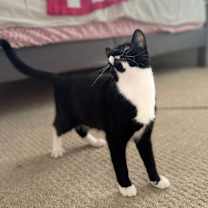 Thumbnail photo of Sammy D #4