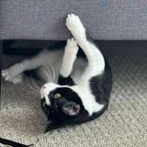 Thumbnail photo of Dino #2