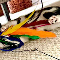 Thumbnail photo of Dino #4