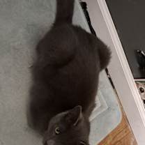 Thumbnail photo of Willie #1