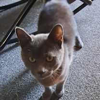 Thumbnail photo of Willie #2