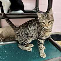 Thumbnail photo of Otter #1