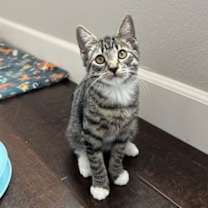 Thumbnail photo of Fancy #1