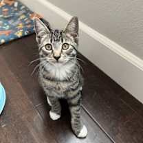 Thumbnail photo of Fancy #2