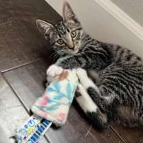 Thumbnail photo of Fancy #3