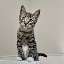 Thumbnail photo of Fancy #4