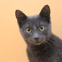 Thumbnail photo of Randall #1