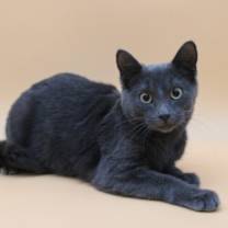 Thumbnail photo of Randall #4