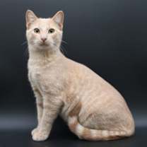 Thumbnail photo of Mike Wazowski #2