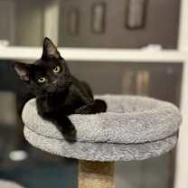 Thumbnail photo of Flora #1