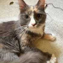 Thumbnail photo of Regina George #4