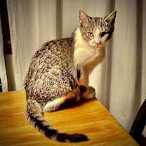 Thumbnail photo of Charlles #2