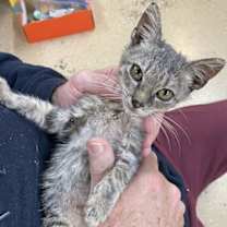 Thumbnail photo of Trooper #2