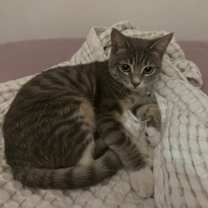 Thumbnail photo of Diva #1