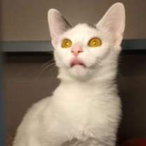 Thumbnail photo of Bug #2