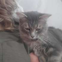 Thumbnail photo of Lord Grey #3