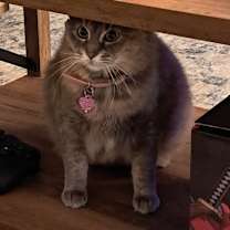 Thumbnail photo of Luna #4