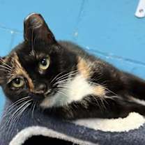 Thumbnail photo of Delilah #4