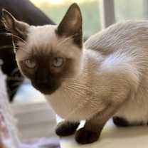 Thumbnail photo of Beaker (and Elmo) #2