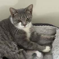 Thumbnail photo of Salad #2