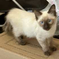 Thumbnail photo of Elmo (and Beaker) #1