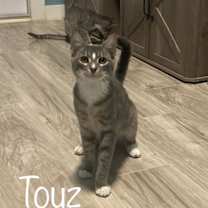 Thumbnail photo of Touz #1