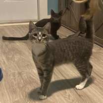 Thumbnail photo of Touz #2