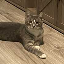 Thumbnail photo of Touz #3