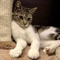 Thumbnail photo of Lucy Lovebug #1