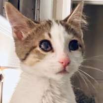 Thumbnail photo of Cosette [Visually Impaired] #2