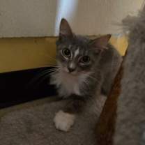 Thumbnail photo of Pastina  #1