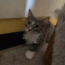 Thumbnail photo of Pastina  #2