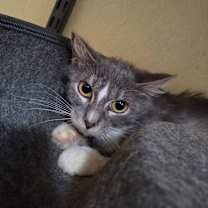 Thumbnail photo of Pastina  #3