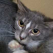 Thumbnail photo of Pastina  #4