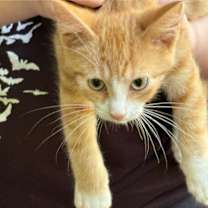 Thumbnail photo of Zephyr #2