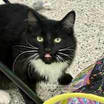 Thumbnail photo of Baskin #3