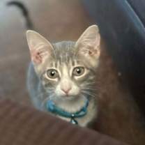 Thumbnail photo of Benny #1